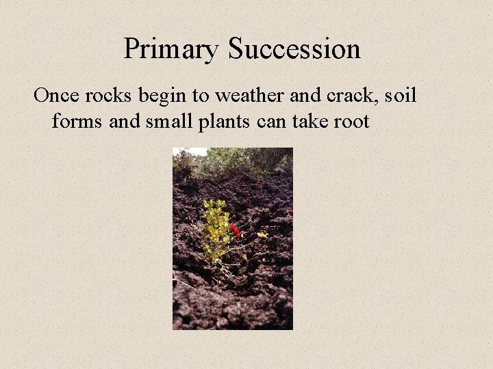 Primary Succession Once rocks begin to weather and crack, soil forms and small plants