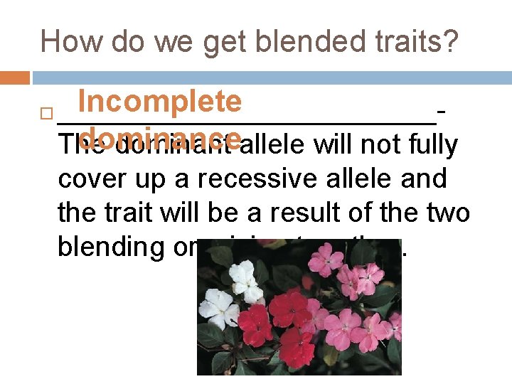 How do we get blended traits? Incomplete ____________dominance The dominant allele will not fully