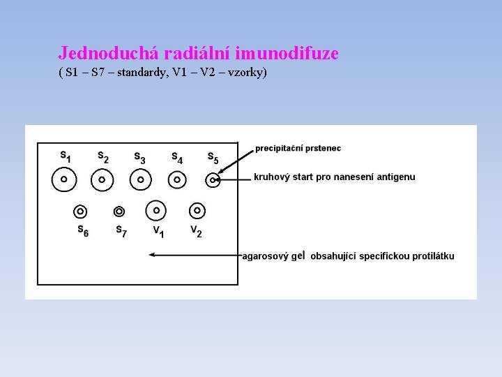 Jednoduchá radiální imunodifuze ( S 1 – S 7 – standardy, V 1 –