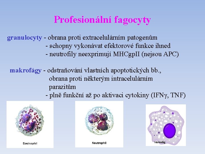 Profesionální fagocyty granulocyty - obrana proti extracelulárním patogenům - schopny vykonávat efektorové funkce ihned