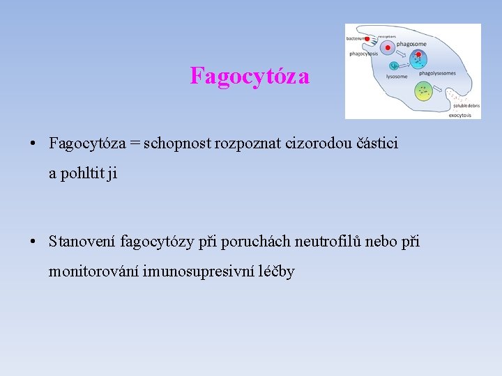 Fagocytóza • Fagocytóza = schopnost rozpoznat cizorodou částici a pohltit ji • Stanovení fagocytózy