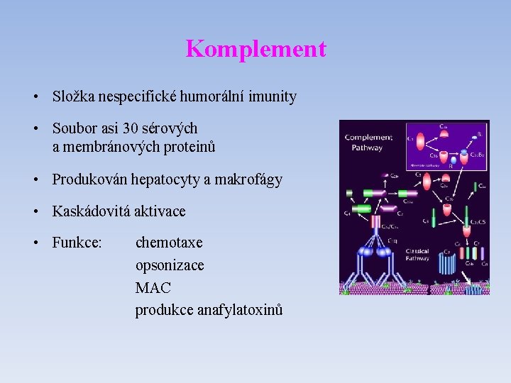 Komplement • Složka nespecifické humorální imunity • Soubor asi 30 sérových a membránových proteinů