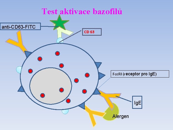 Test aktivace bazofilů anti-CD 63 -FITC CD 63 FcεRI (receptor pro Ig. E) Ig.