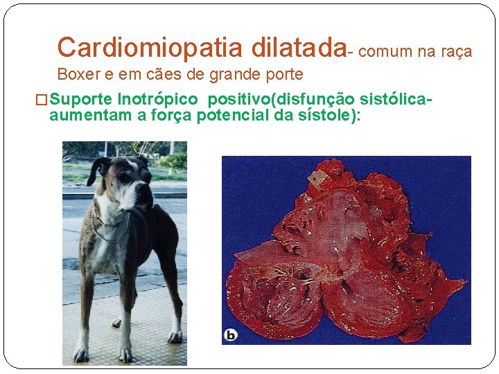 Cardiomiopatia dilatada- comum na raça Boxer e em cães de grande porte � Suporte