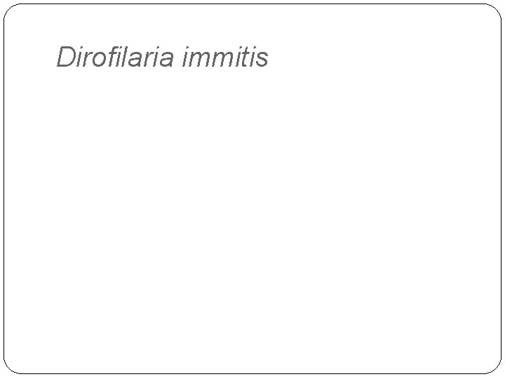 Dirofilaria immitis 