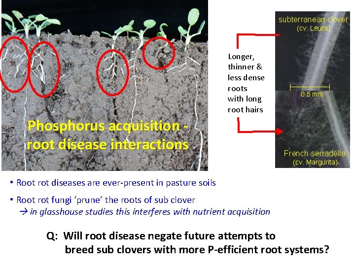subterranean clover (cv. Leura) Longer, thinner & less dense roots with long root hairs