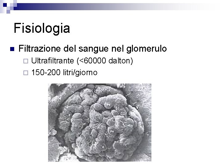 Fisiologia n Filtrazione del sangue nel glomerulo Ultrafiltrante (<60000 dalton) ¨ 150 -200 litri/giorno