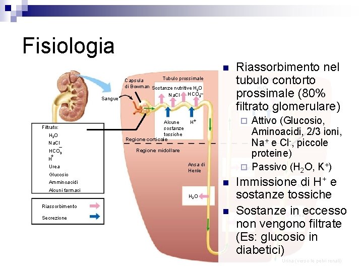 Fisiologia n Sangue Filtrato: H 2 O Na. CI – HCO 3 + H