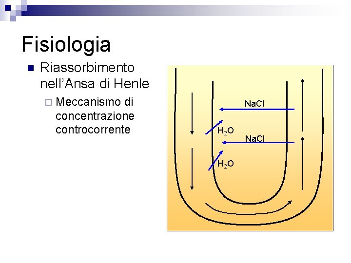 Fisiologia n Riassorbimento nell’Ansa di Henle ¨ Meccanismo di concentrazione controcorrente Na. Cl H