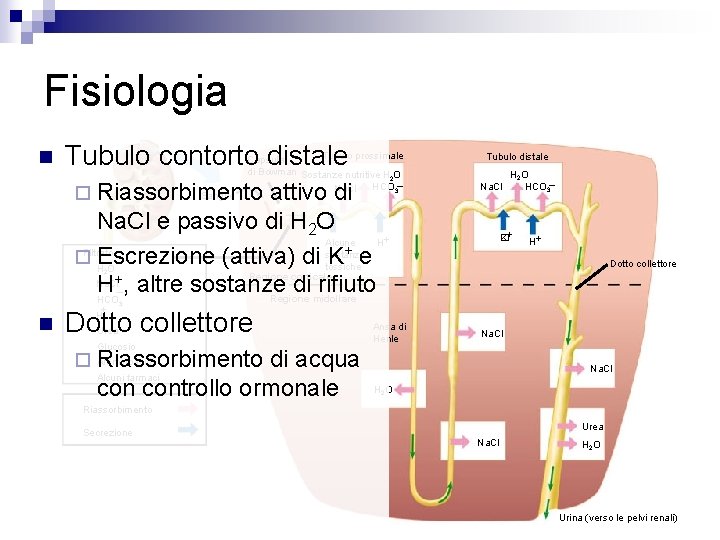 Fisiologia n Tubulo contorto distale Tubulo prossimale Capsula di Bowman Sostanze nutritive H O