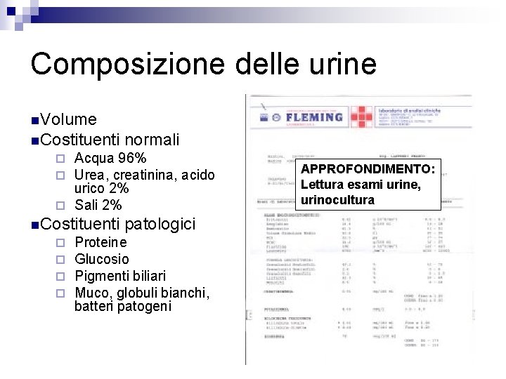 Composizione delle urine n. Volume n. Costituenti normali Acqua 96% Urea, creatinina, acido urico