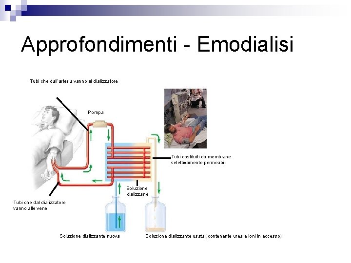 Approfondimenti - Emodialisi Tubi che dall’arteria vanno al dializzatore Pompa Tubi costituiti da membrane