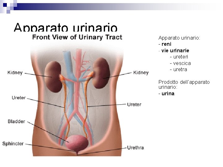 Apparato urinario: - reni - vie urinarie - ureteri - vescica - uretra Prodotto