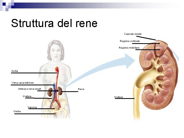 Struttura del rene Capsula renale Regione corticale Regione midollare Aorta Vena cava inferiore Struttura