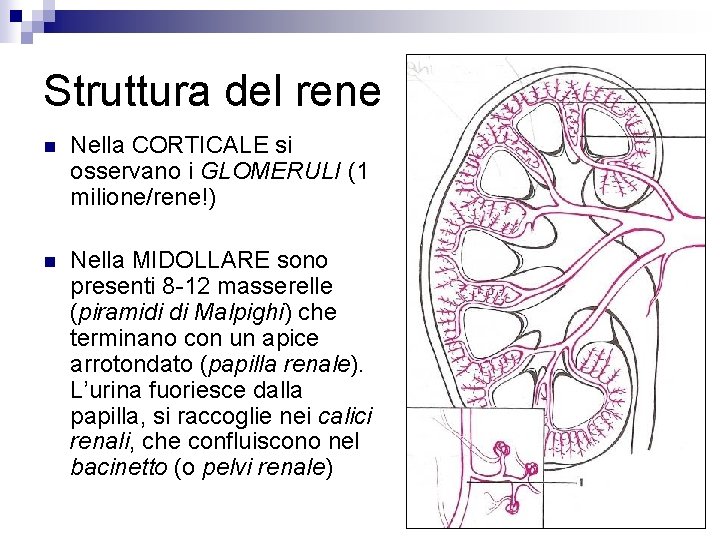 Struttura del rene n Nella CORTICALE si osservano i GLOMERULI (1 milione/rene!) n Nella