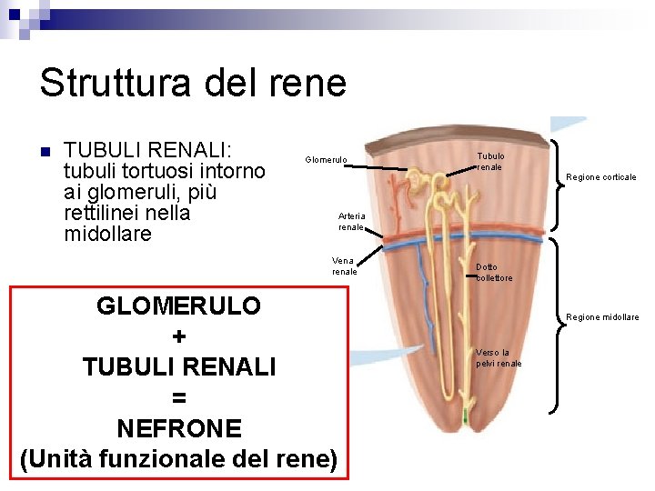 Struttura del rene n TUBULI RENALI: tubuli tortuosi intorno ai glomeruli, più rettilinei nella