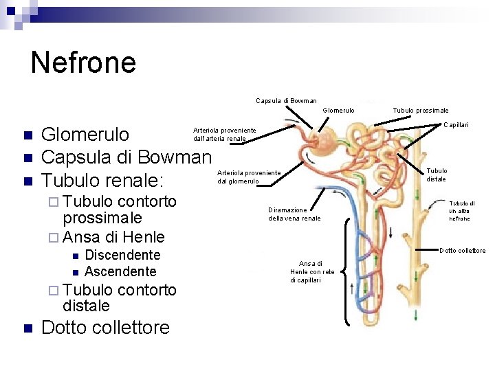 Nefrone Capsula di Bowman Glomerulo n n n Glomerulo Capsula di Bowman Tubulo renale: