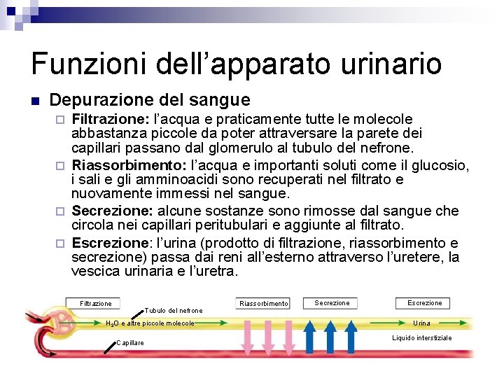 Funzioni dell’apparato urinario n Depurazione del sangue Filtrazione: l’acqua e praticamente tutte le molecole