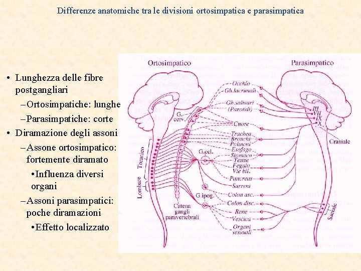 Differenze anatomiche tra le divisioni ortosimpatica e parasimpatica • Lunghezza delle fibre postgangliari –
