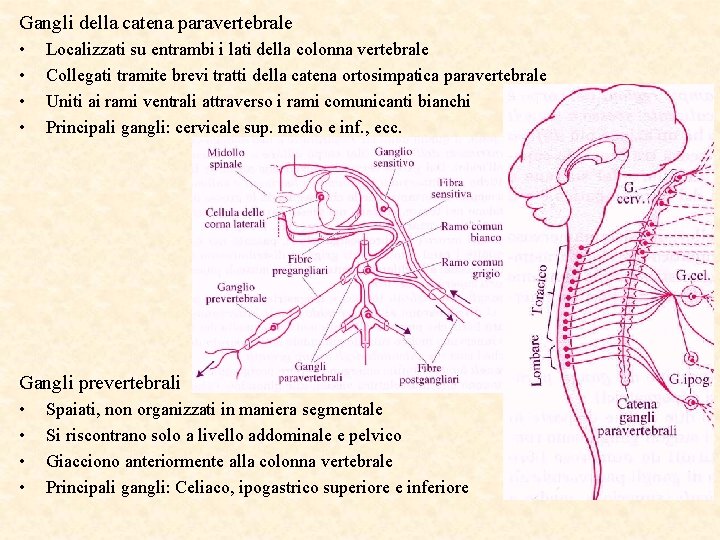Gangli della catena paravertebrale • • Localizzati su entrambi i lati della colonna vertebrale
