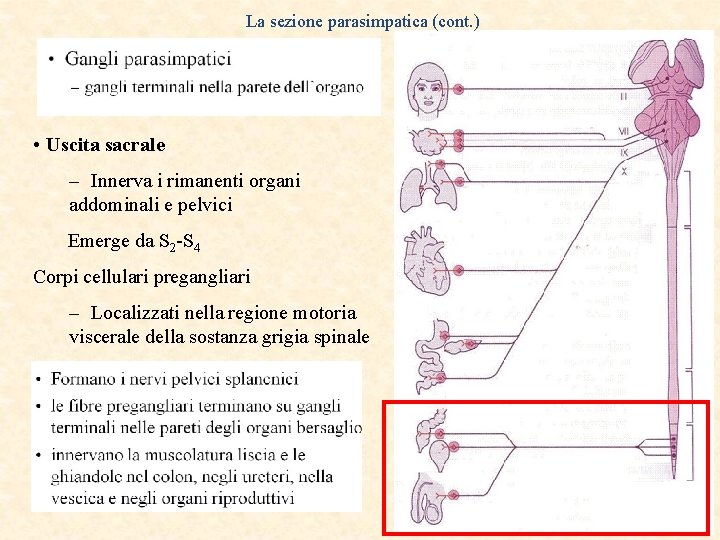 La sezione parasimpatica (cont. ) • Uscita sacrale – Innerva i rimanenti organi addominali