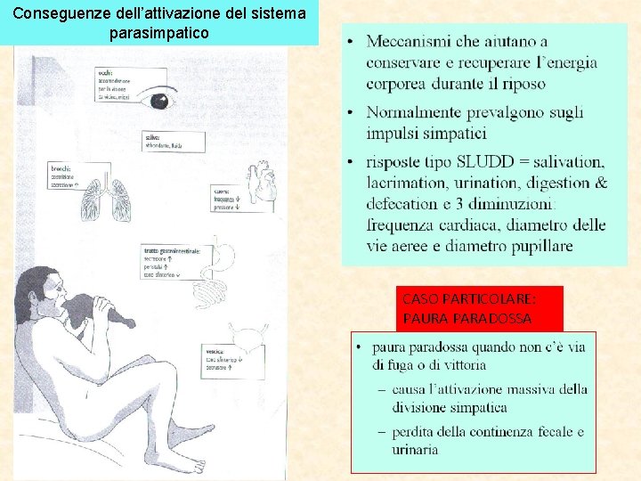 Conseguenze dell’attivazione del sistema parasimpatico CASO PARTICOLARE: PAURA PARADOSSA 