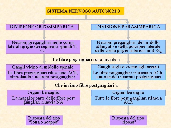 SISTEMA NERVOSO AUTONOMO DIVISIONE ORTOSIMPARICA DIVISIONE PARASIMPARICA Neuroni pregangliari nelle corna laterali grigie dei