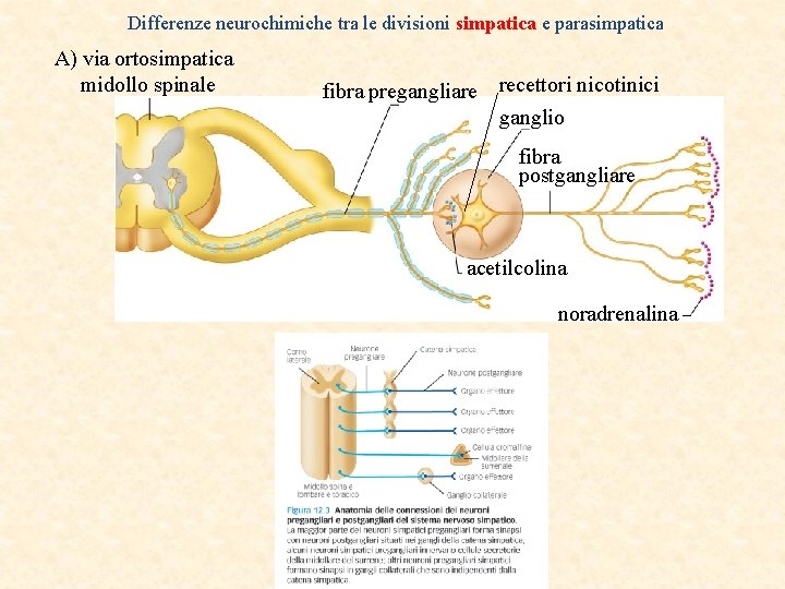 Differenze neurochimiche tra le divisioni simpatica e parasimpatica A) via ortosimpatica midollo spinale fibra