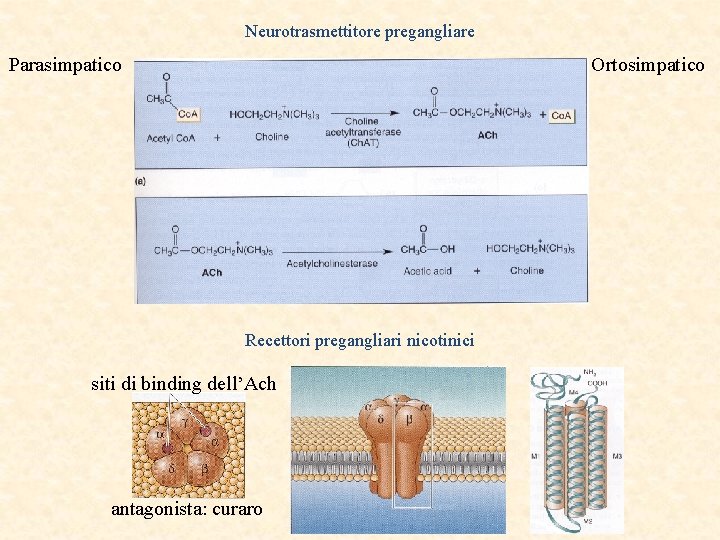 Neurotrasmettitore pregangliare Parasimpatico Ortosimpatico Recettori pregangliari nicotinici siti di binding dell’Ach antagonista: curaro 