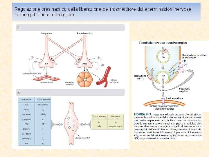 Regolazione presinaptica della liberazione del trasmettitore dalle terminazioni nervose colinergiche ed adrenergiche. 