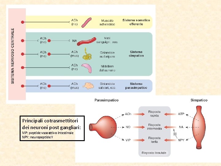 Principali cotrasmettitori dei neuroni post gangliari: VIP: peptide vasoattivo intestinale NPY: neuropeptide Y 
