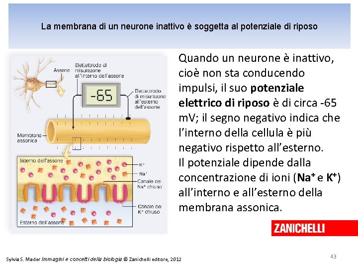 La membrana di un neurone inattivo è soggetta al potenziale di riposo Quando un