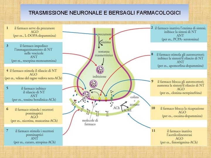 TRASMISSIONE NEURONALE E BERSAGLI FARMACOLOGICI 