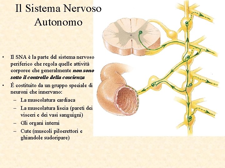 Il Sistema Nervoso Autonomo • • Il SNA è la parte del sistema nervoso