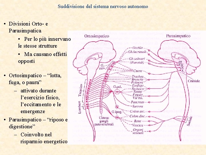 Suddivisione del sistema nervoso autonomo • Divisioni Orto- e Parasimpatica • Per lo più