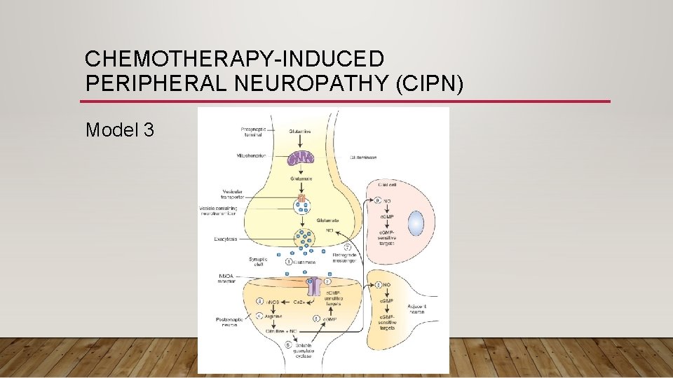 CHEMOTHERAPY-INDUCED PERIPHERAL NEUROPATHY (CIPN) Model 3 