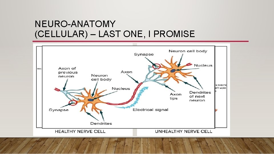NEURO-ANATOMY (CELLULAR) – LAST ONE, I PROMISE 