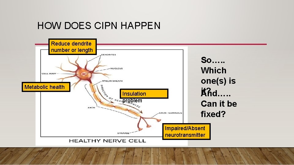 HOW DOES CIPN HAPPEN Reduce dendrite number or length Metabolic health Insulation problem So….