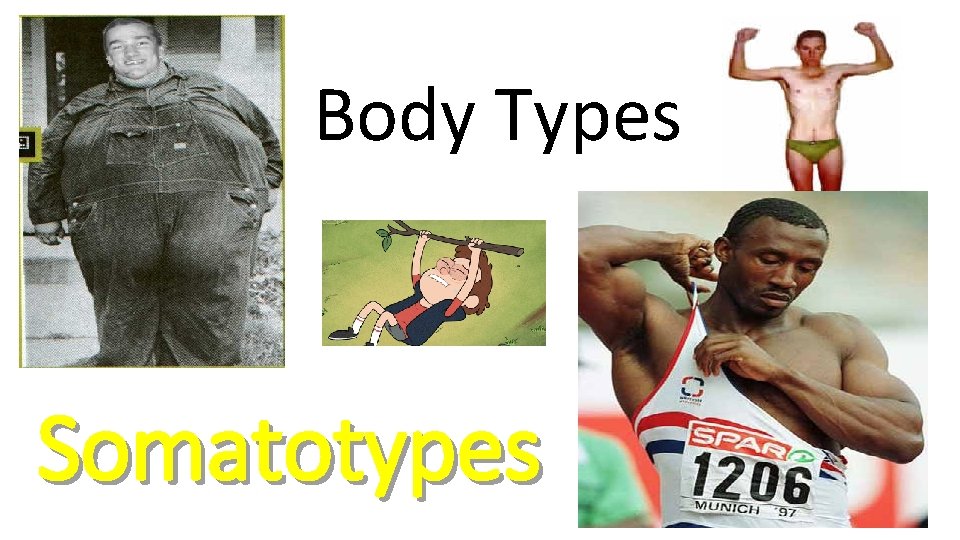 Body Types Somatotypes 