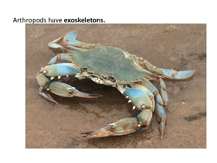 Arthropods have exoskeletons. 