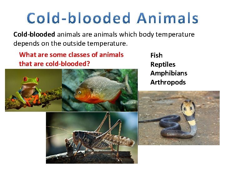 Cold-blooded animals are animals which body temperature depends on the outside temperature. What are