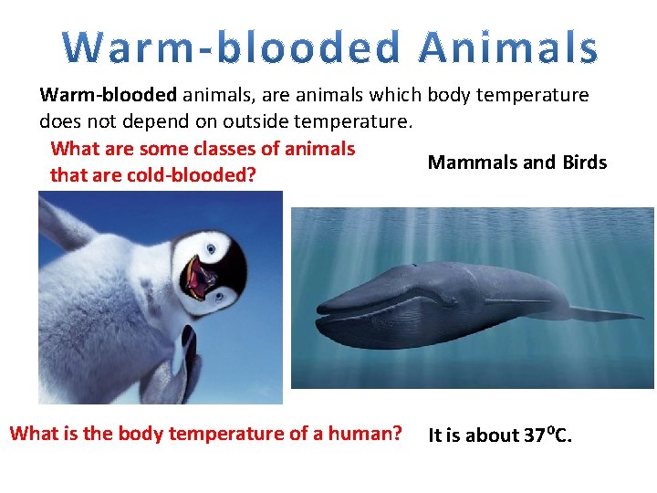 Warm-blooded animals, are animals which body temperature does not depend on outside temperature. What