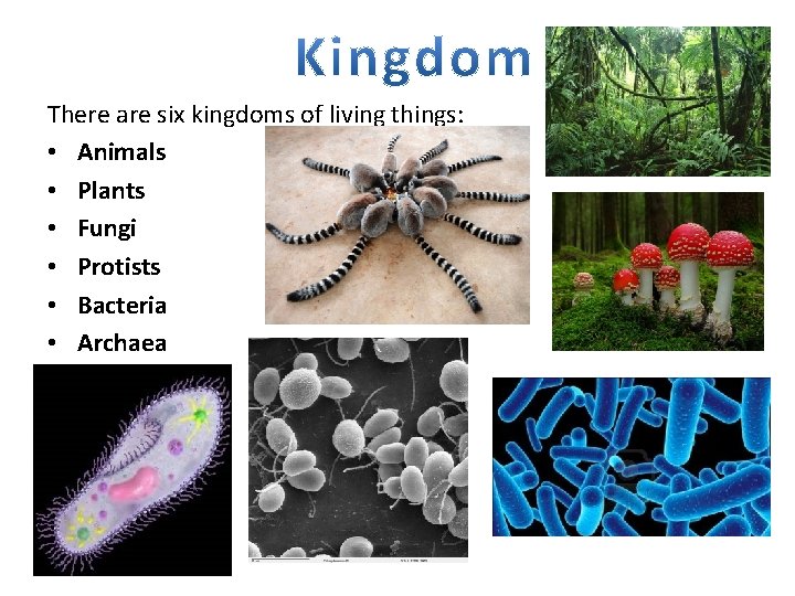 There are six kingdoms of living things: • Animals • Plants • Fungi •