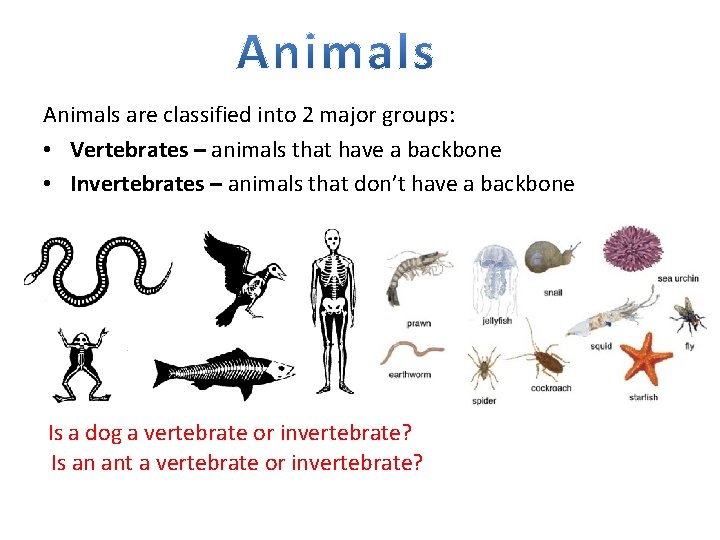 Animals are classified into 2 major groups: • Vertebrates – animals that have a