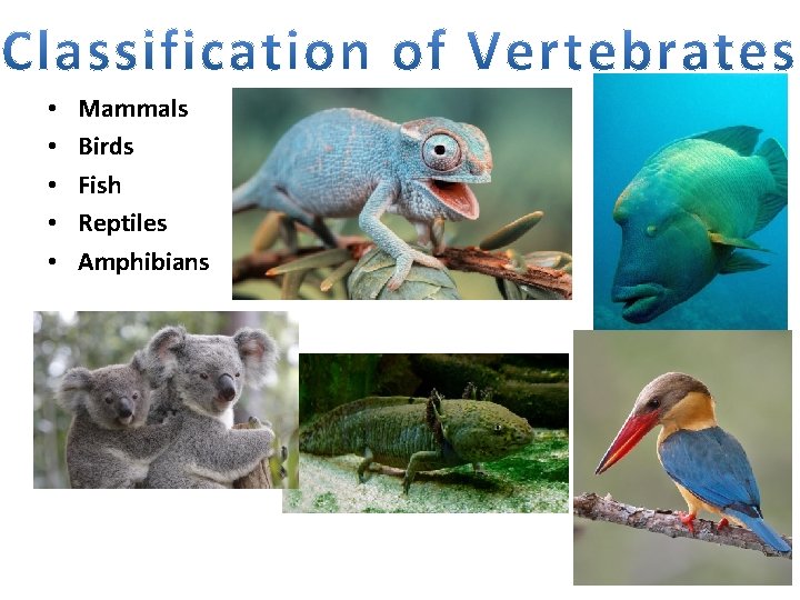  • • • Mammals Birds Fish Reptiles Amphibians 