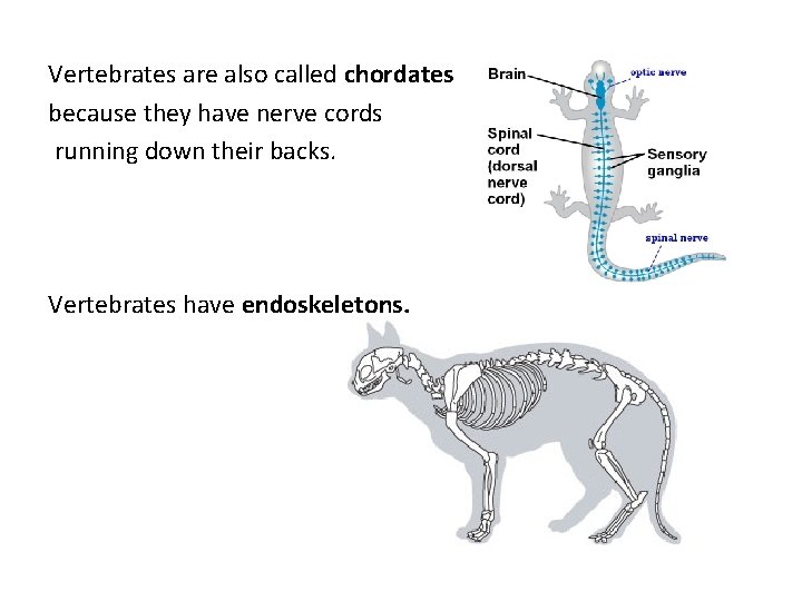 Vertebrates are also called chordates because they have nerve cords running down their backs.