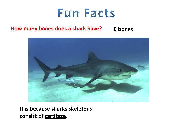How many bones does a shark have? It is because sharks skeletons consist of