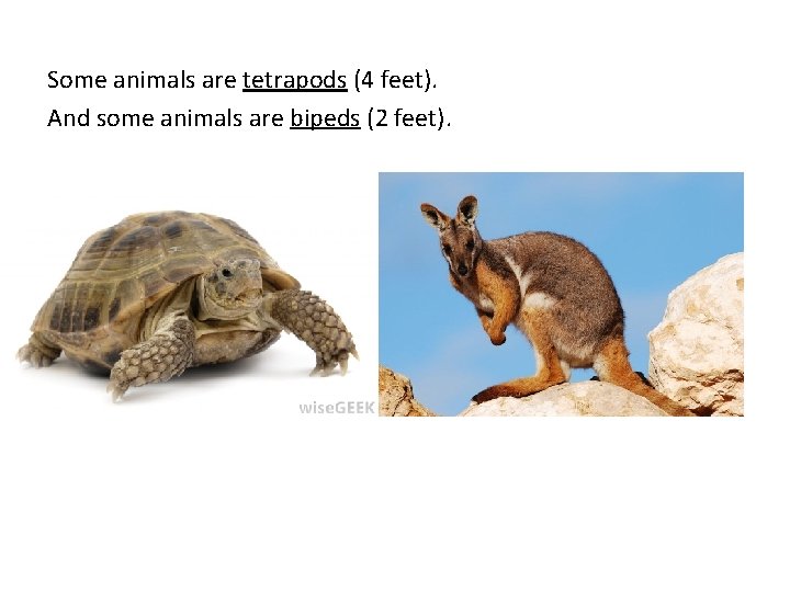 Some animals are tetrapods (4 feet). And some animals are bipeds (2 feet). 