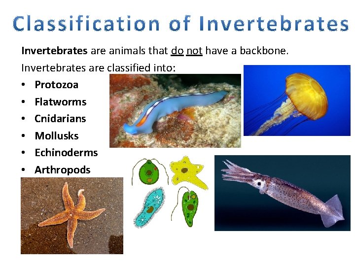 Invertebrates are animals that do not have a backbone. Invertebrates are classified into: •