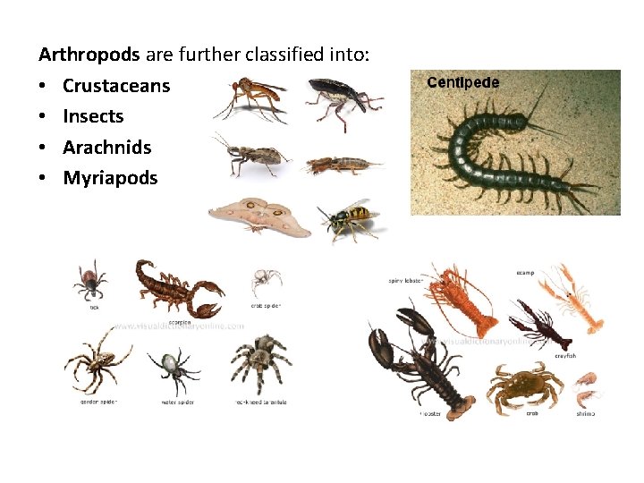 Arthropods are further classified into: • Crustaceans • Insects • Arachnids • Myriapods 